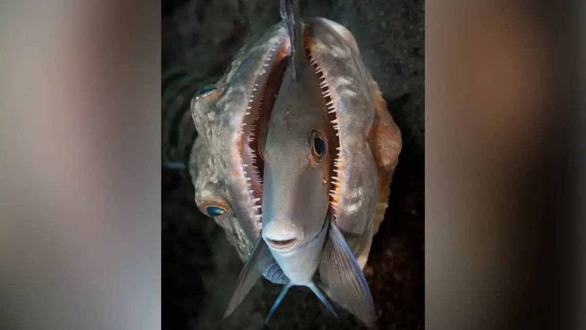 سمكة "تبتسم" بين فكي مفترس ومصورها يكشف ما إذا نجت من قبضة الموت