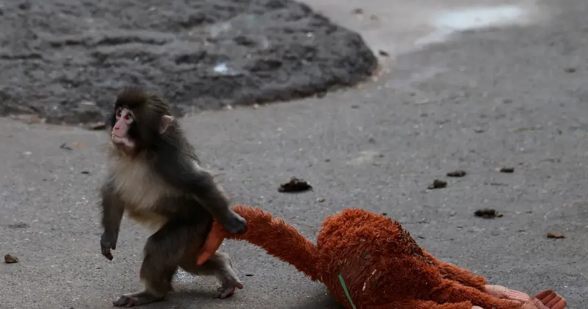 اليابان.. دمية محشوة لإنقاذ قرد في حديقة حيوان تخلت عنه والدته