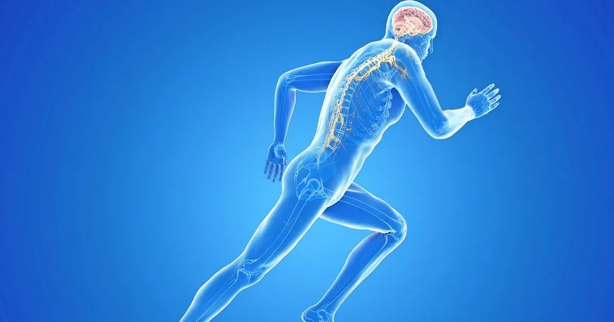 زيادة القدرة على التحمل ليست من العضلات فقط لكن من خلايا الدماغ