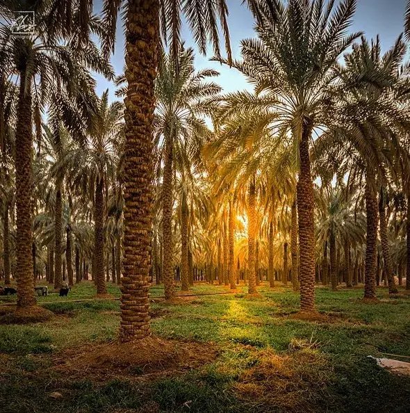 الاستقراران السياسي والاقتصادي يتلازمان في بدايات التأسيس السعودي