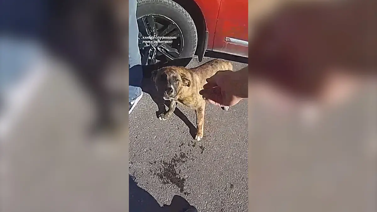 شاهد.. كلب "بطل" يقود الشرطة إلى منزل طفل تائه ويعيده لأحضان عائلته