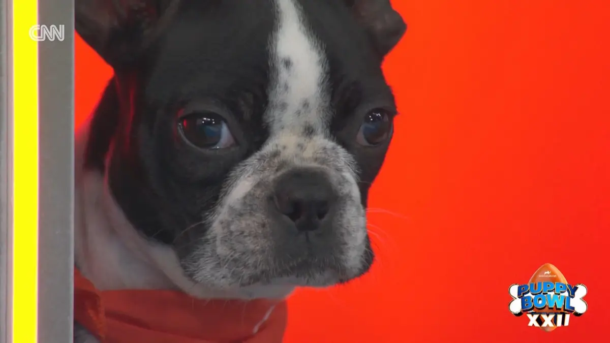 أطعمة الكلاب تحتوي على مستويات خطرة من المعادن الثقيلة