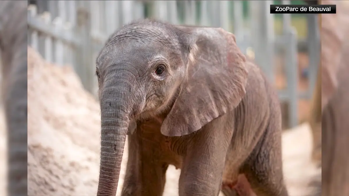 بعد 13 عامًا.. ولادة أول فيلة في حديقة حيوانات فرنسية