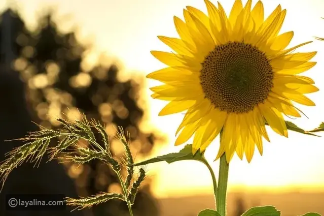 أجمل عبارات صباح الخير الجديدة لتضيئ صباح من تحب