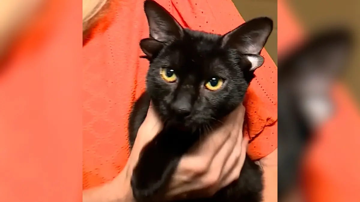 فيديو قط أسود بـ"4 آذان" وذيل ملتف معروض للتبني..وقائمة المهتمين تنتظر