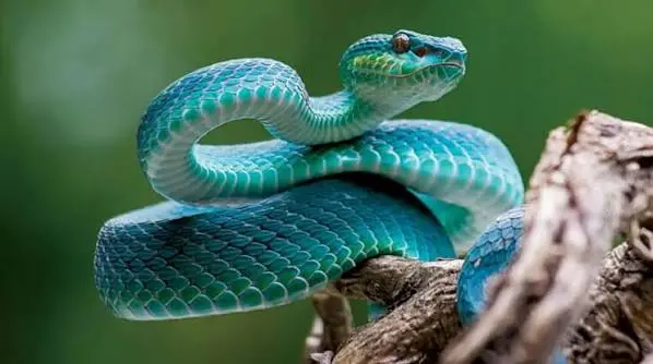 دراسة حديثة تكشف أن الثعابين قد تفترس بعضها البعض كاستراتيجية للبقاء