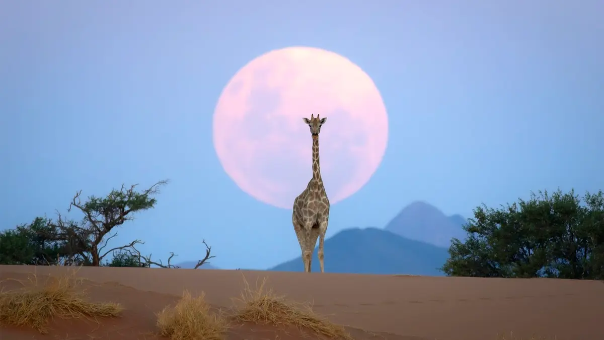 صور مذهلة من جنوب إفريقيا.. حقيقة أم ذكاء اصطناعي؟