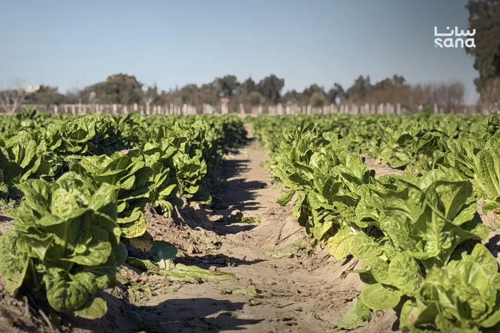 حصاد محصول الخس في قرية الكسرات بالرقة