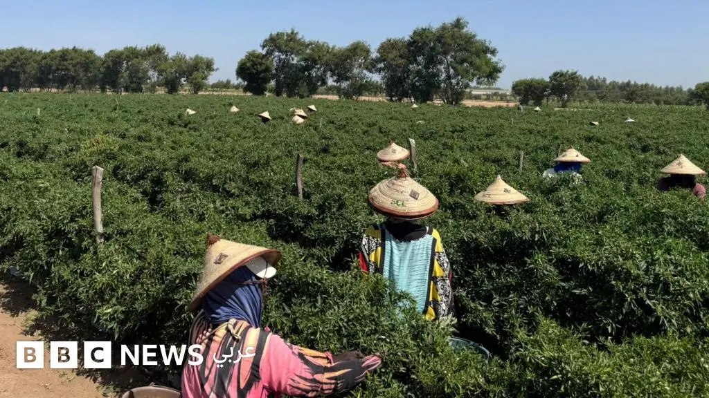 ماذا نعرف عن مزرعتين في السنغال تزودان المملكة المتحدة بأنواع عدة من الخضروات؟ - BBC News عربي