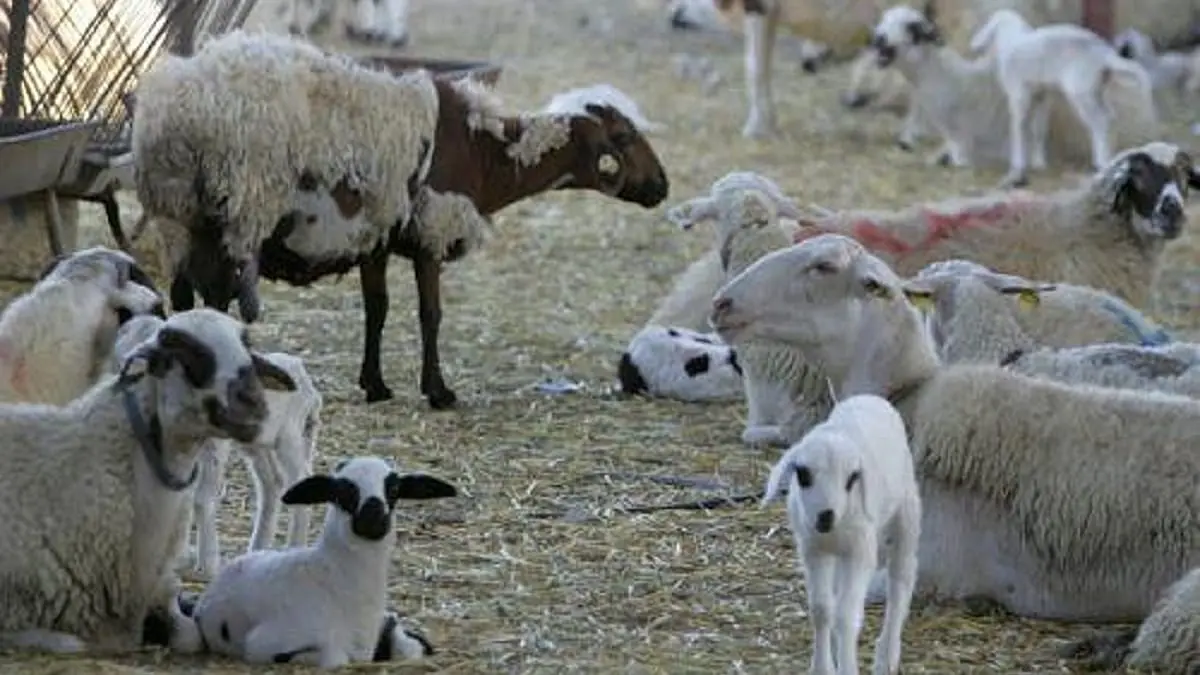 قبرص تفرض حجرًا صحيًا شاملًا على الماشية لاحتواء تفشي الحمى القلاعية