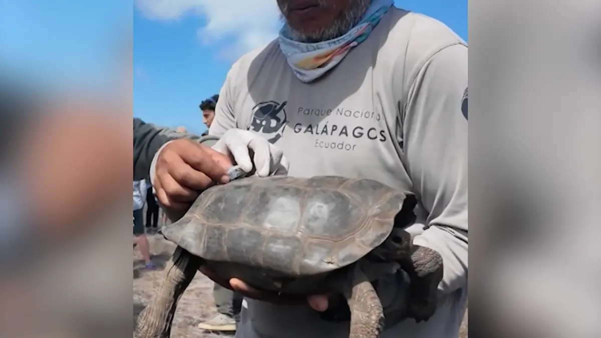 عودة السلاحف العملاقة إلى جزر غالاباغوس بعد ما يقارب 200 عام