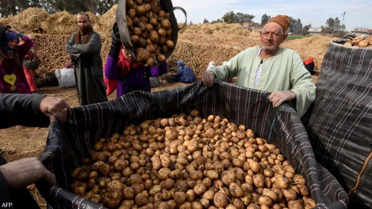 احتدام المنافسة بين البطاطس المصرية والفرنسية على سوق اليونان