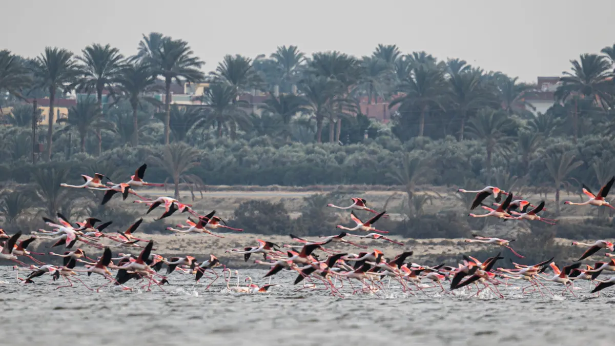 مصور يوثق مشاهد حالمة لطيور الفلامنجو في بحيرة قارون بمصر