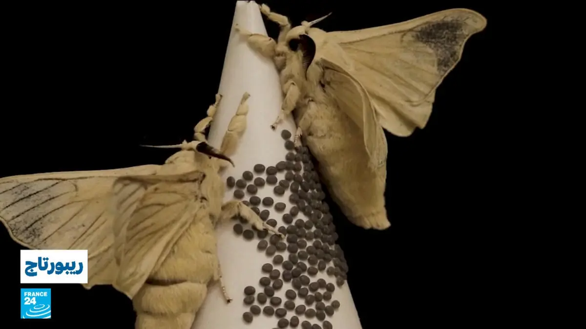 ريبورتاج - صناعة الحرير في مصر.. مزارعون يتكاثفون لإنعاش هذا الانتاج الطبيعي النادر