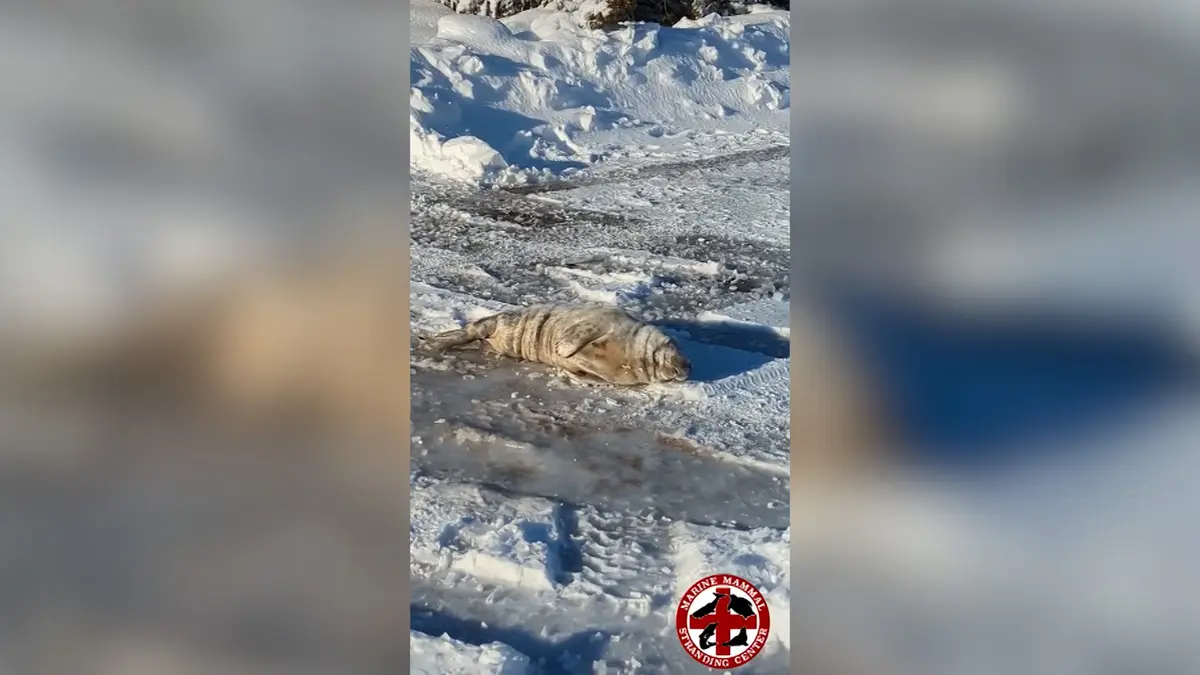 شاهد فقمة تغفو على طريق مغطى بالثلوج