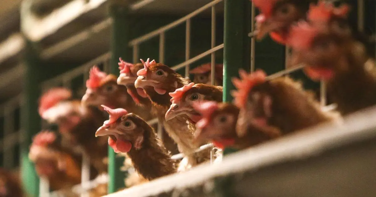 السعودية تحظر استيراد الدواجن والبيض من 40 دولة لمواجهة الأوبئة