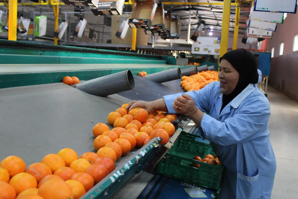 الين الضعيف يفتح سوق اليابان أمام البرتقال المصري