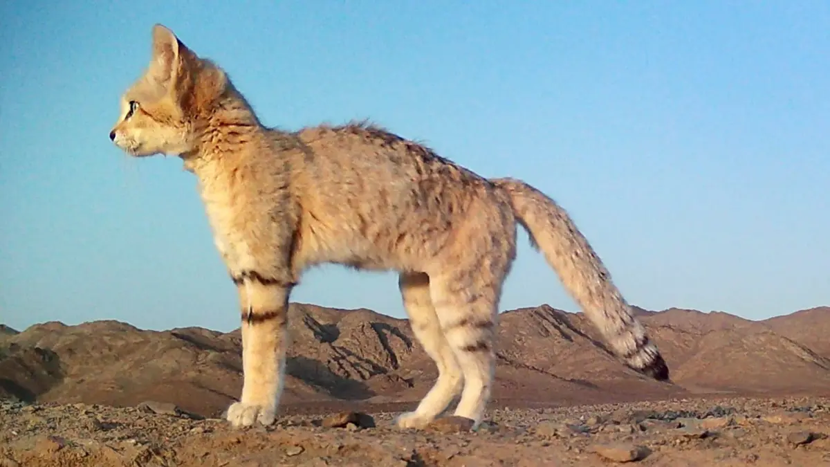 "شبح الصحراء" المراوغ..محمية سعودية تتعقب قطّ الرمال