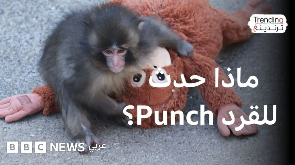 القرد الياباني "بانش" يكوّن صداقات بعد أن تعاطف معه العالم - BBC News عربي