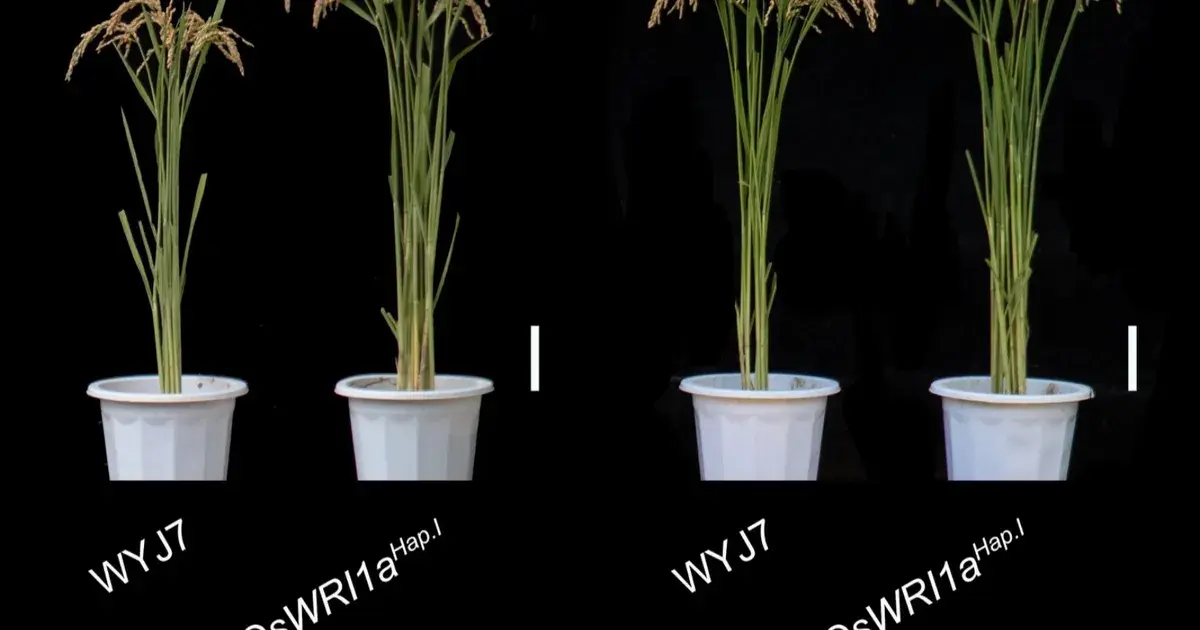 اكتشاف جين في الأرز قد يقلل الاعتماد على الأسمدة ويرفع الإنتاج