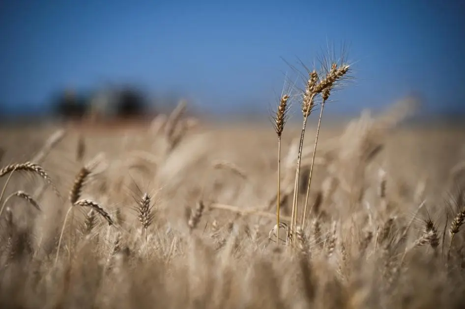 الجزائر تشتري 600 ألف طن من القمح اللين في مناقصة