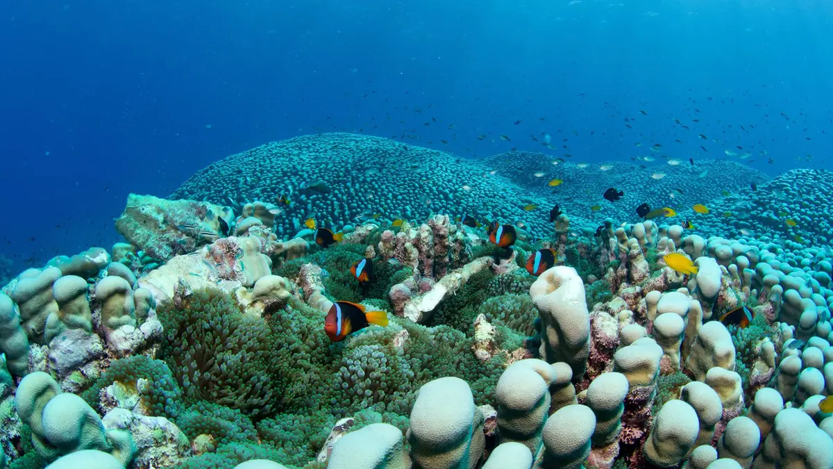 أم وابنتها تكتشفان أكبر مستعمرة مرجانية في العالم