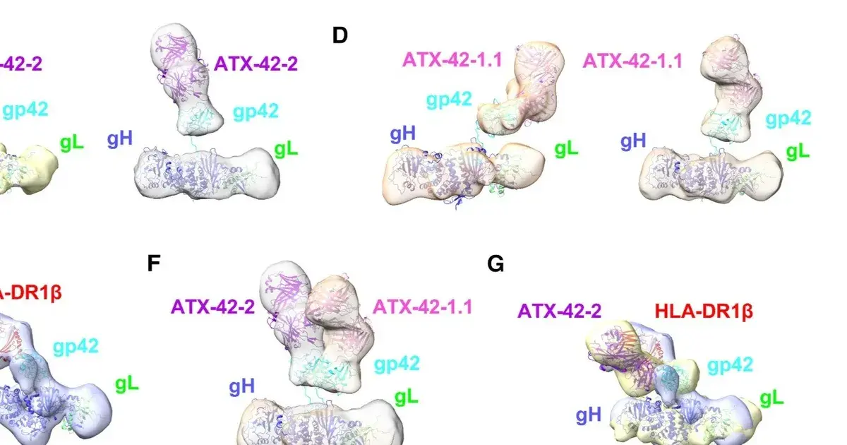 علماء يطورون أجساماً مضادة واعدة للوقاية من فيروس "إبشتاين بار"