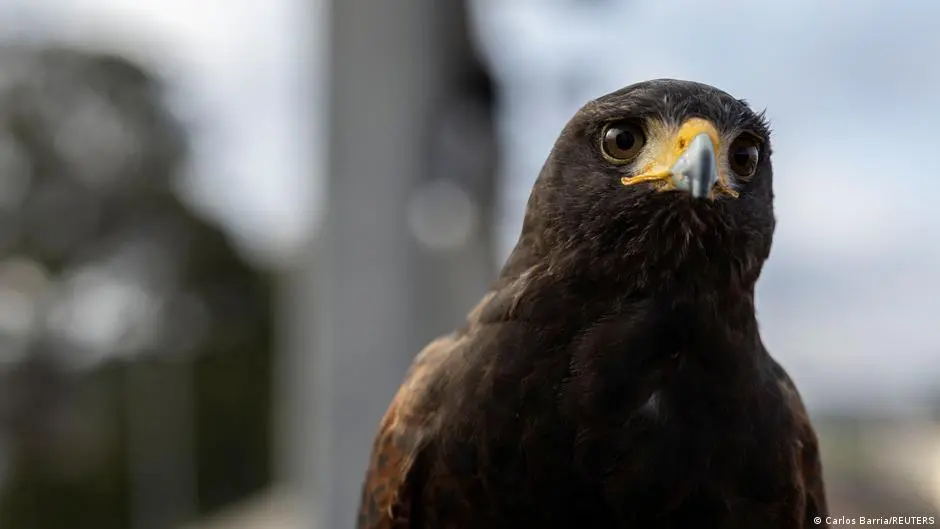 حكم بالسجن والغرامة وعقوبات أخرى لرجل قدم جرعة كحول لطائر!