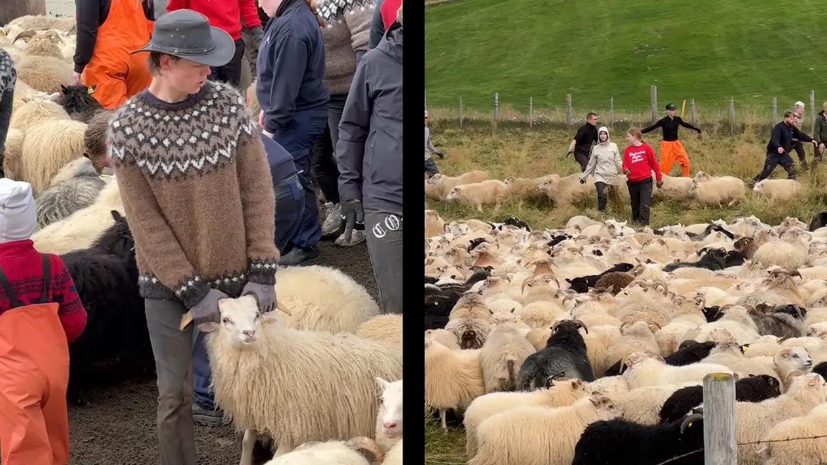آيسلندا تتحول لملعب ضخم للجري وراء قطعان الخراف..هذا ما يفعله السكان