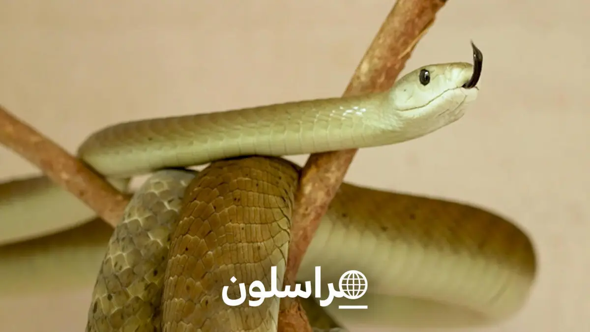 مراسلون - كينيا: الأفاعـي القاتلة