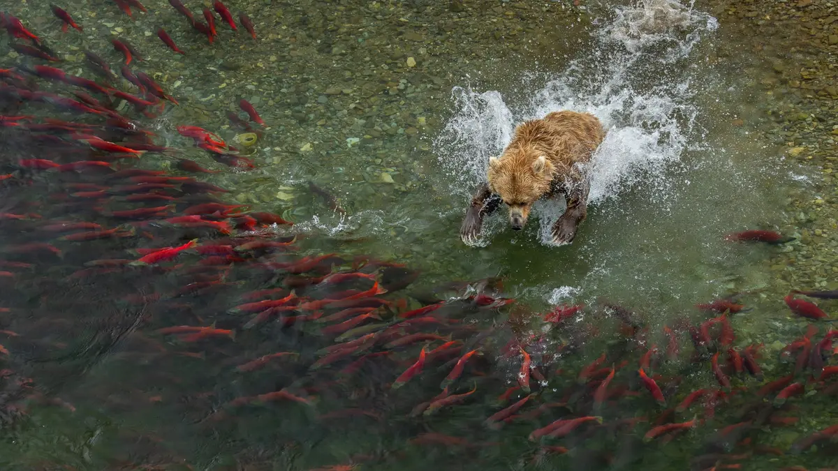 مصور يلتقط دبًا بنيًا في قلب موجةٍ من أسماك السلمون في براري ألاسكا