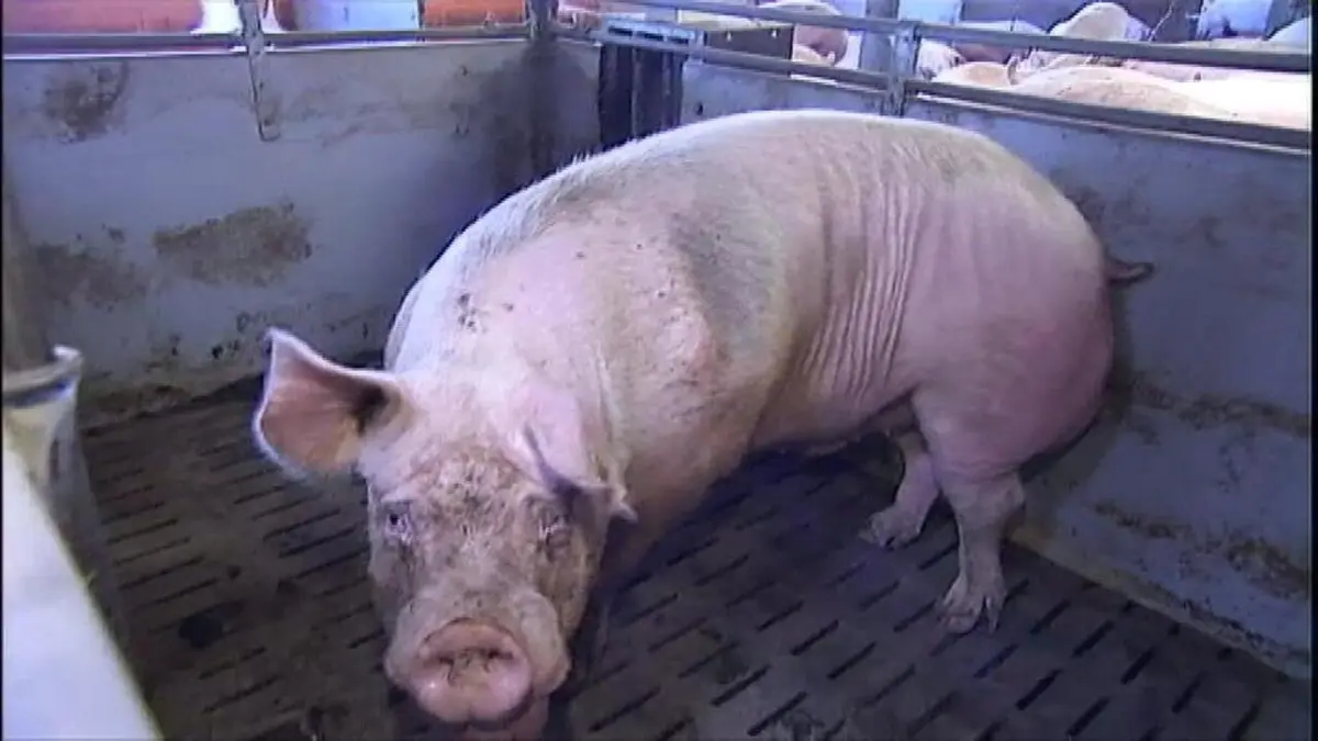 أول حالة انتقال بشري لإنفلونزا الخنازير في إسبانيا... ووكالة الأدوية الأوروبية توصي بلقاح جديد لكوفيد