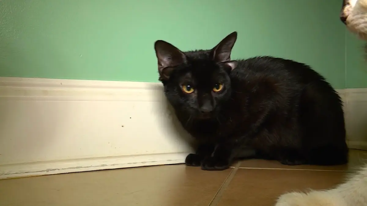 قابلوا "دوبي".. قط ولد بأربع آذان