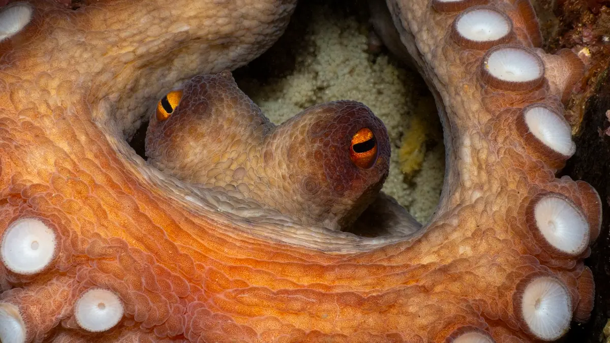 صغار فقمة الفيل في مغيب الشمس.. صورة تفوز بلقب مصوّر العام تحت الماء