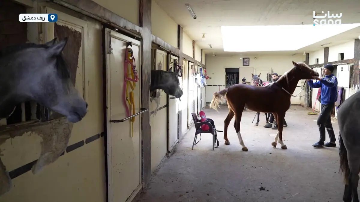 تحضيرات متواصلة لموسم 2026 لسباقات السرعة للخيول العربية الأصيلة