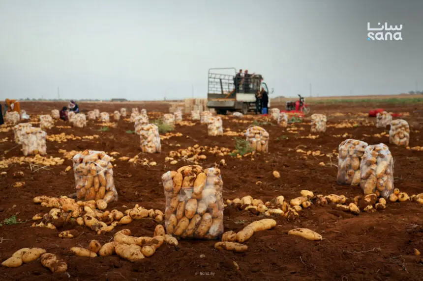 مؤسسة إكثار البذار تعلن بيع بذار البطاطا من نتاج المشروع الوطني