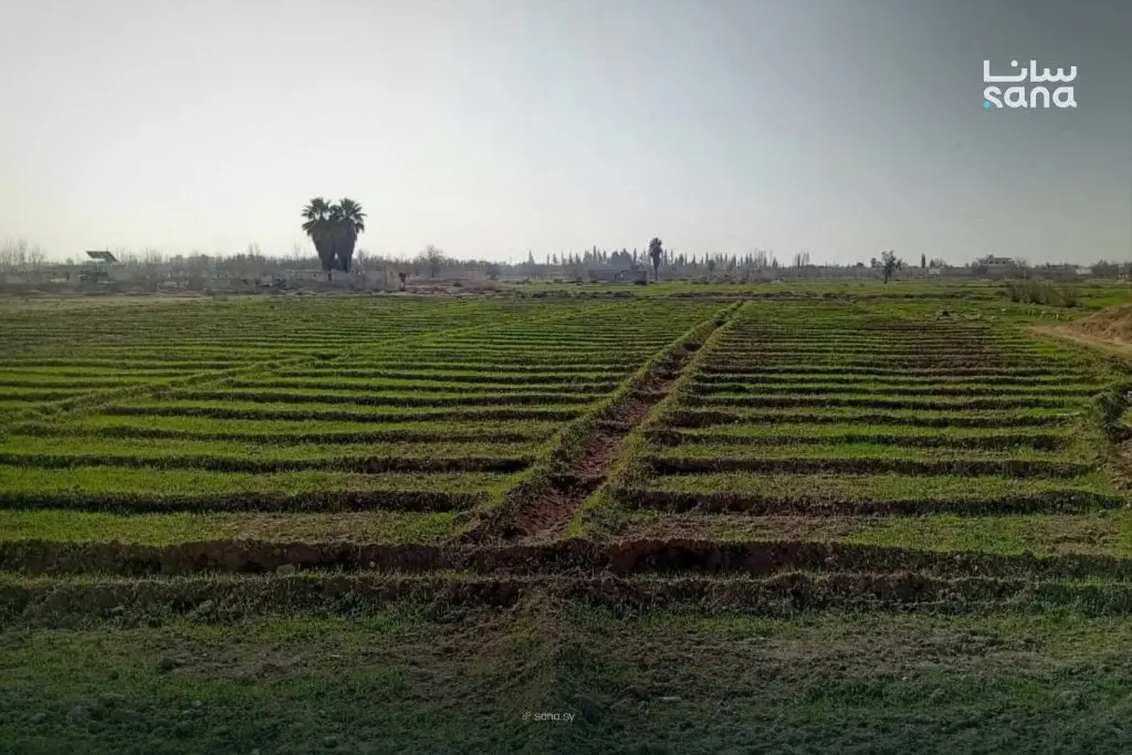 أكثر من 13 ألف هكتار مزروعة بالقمح والشعير في ريف دمشق