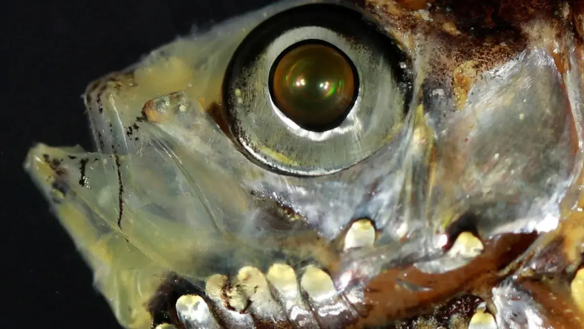 دراسة تكشف نظاماً بصرياً هجيناً لدى أسماك أعماق البحار