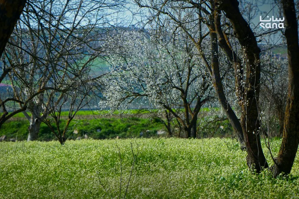 لقطات تظهر جمال أزهار أشجار اللوزيات في بساتين دركوش بريف إدلب الغربي