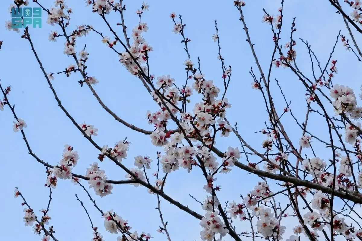 لوز الباحة يرسم لوحة الربيع على سفوح الجبال