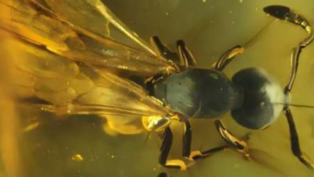 العثور على ملكة نمل عمرها 16 مليون سنة في قطعة كهرمان