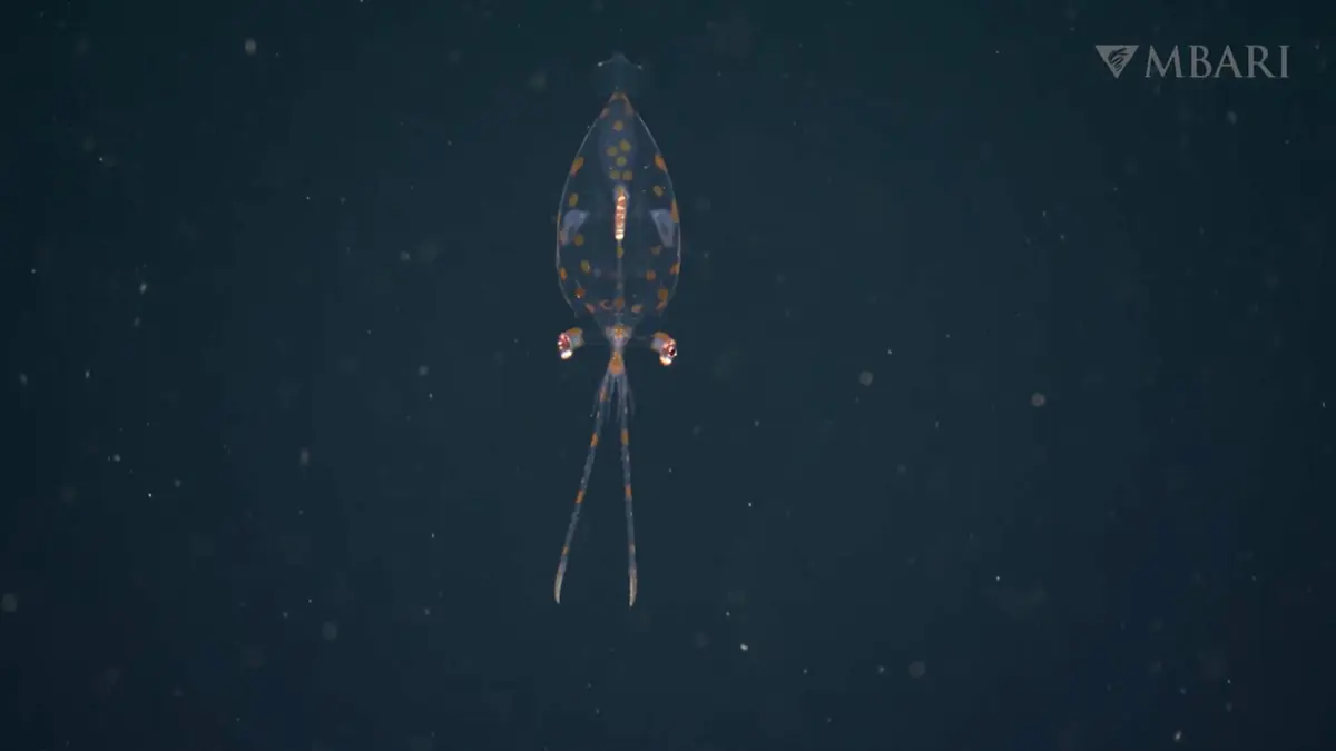 كاميرا توثق ظهور صغير الحبار الزجاجي في أعماق البحر