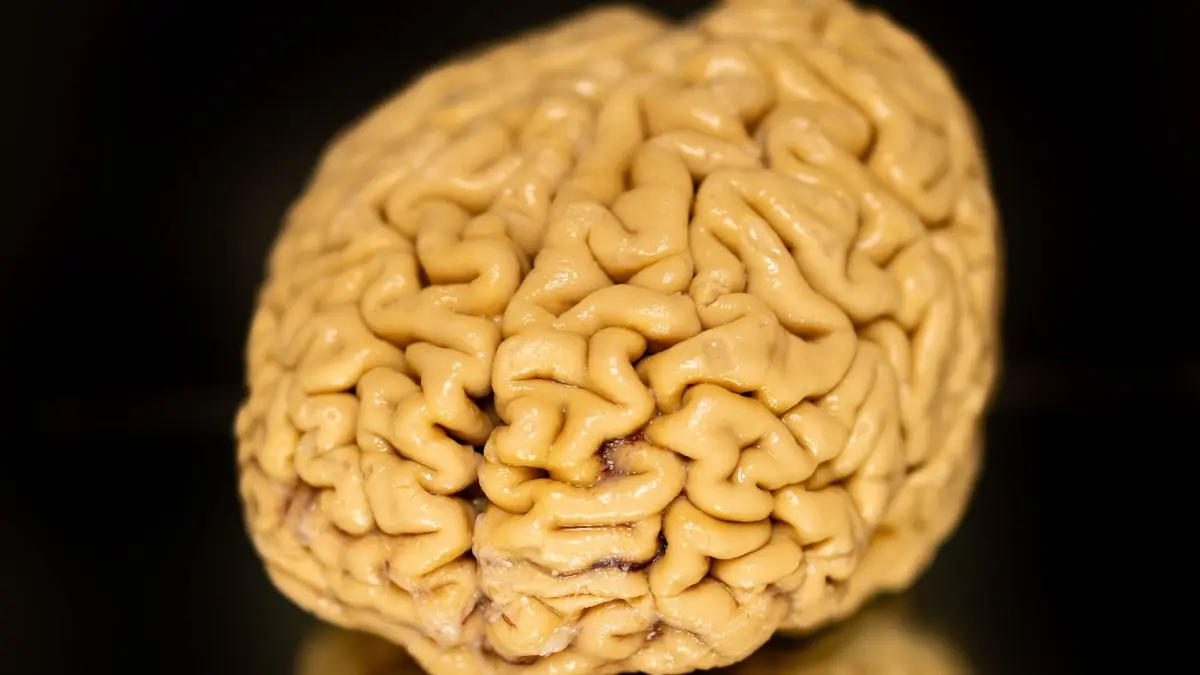 علماء يكتشفون مفتاح الحفاظ على حدة الذهن في الشيخوخة