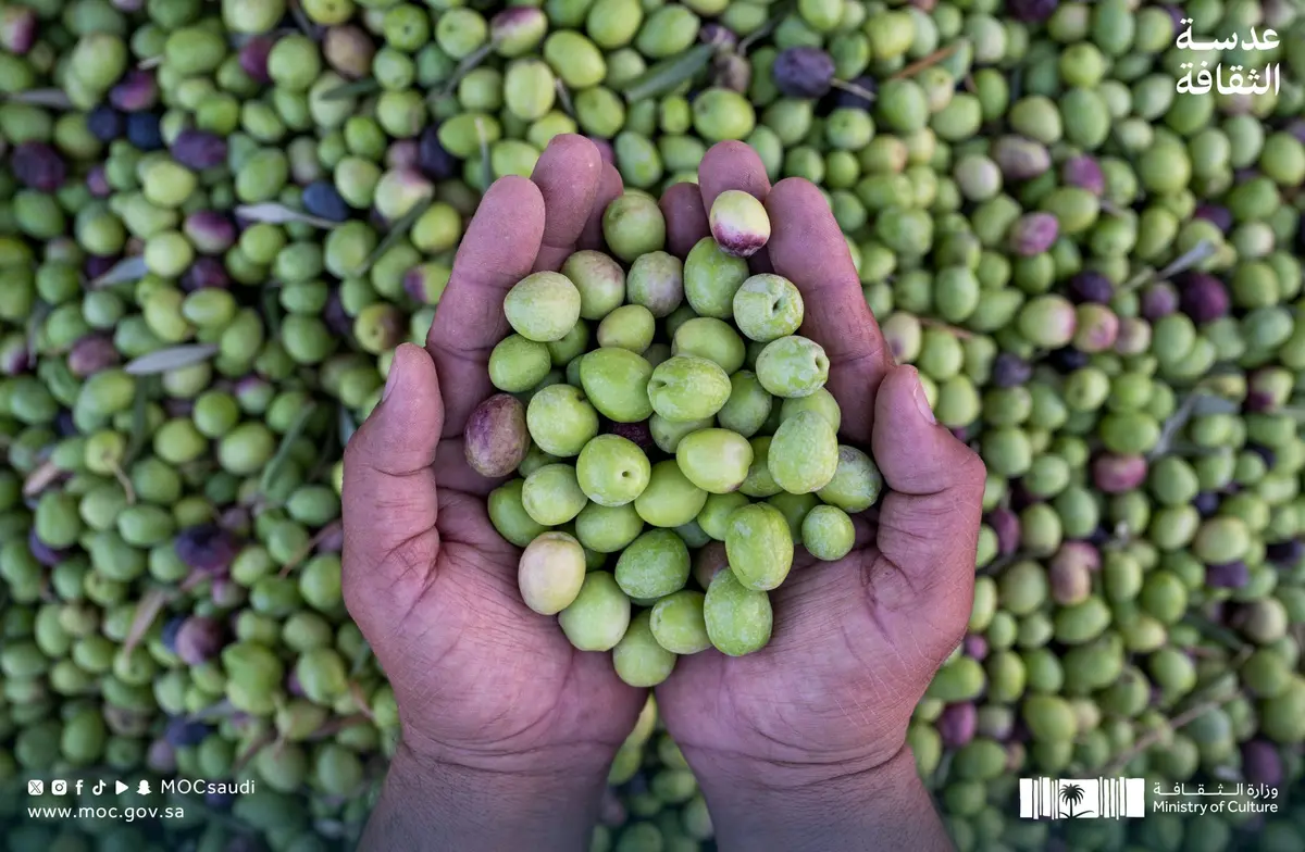 منطقة الجوف: تدشين أول مجمع صناعي نموذجي للزيتون في سكاكا