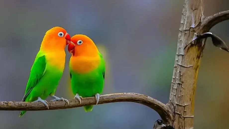 علماء يفسرون قدرة بعض الطيور على استهلاك السكر دون أضرار