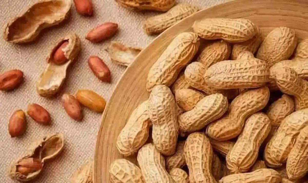 دراسة: بكتيريا الفم والأمعاء قد تساعد في تقليل حساسية الفول السوداني