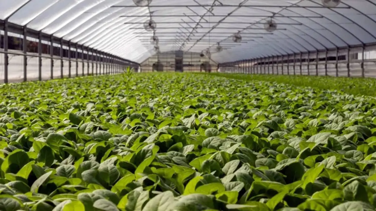 "الزراعة النيابية" تبحث مشروع تعزيز مهارات التوظيف الزراعي