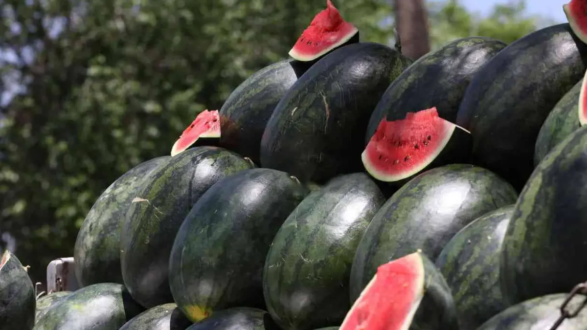 أمانة عمان تبدأ استقبال طلبات تصاريح بيع "البطيخ والشمام" لعام 2026