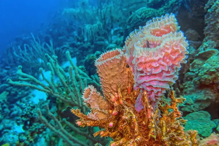 دراسة: الإسفنجيات الأولى ظهرت قبل 600 مليون عام دون هياكل معدنية