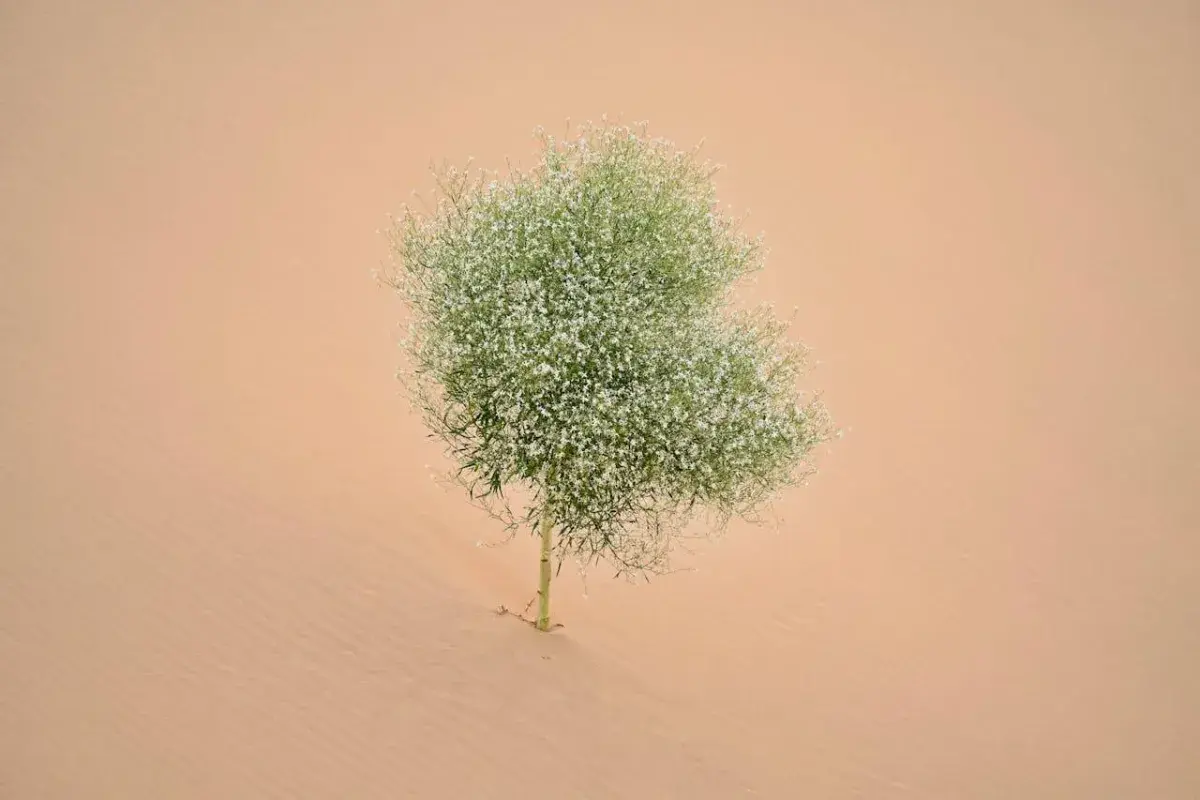 «فاليوم طبيعي»... تعرّف على جذر الناردين لعلاج القلق والأرق